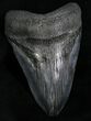 Inch SC Megalodon Tooth #4639-1